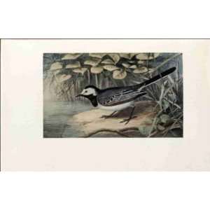  Reprint Pied Wagtail 1907