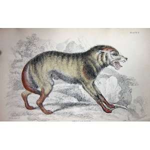  JARDINE c1839 MEXICAN WOLF WILD ANIMAL COLOUR PLATE