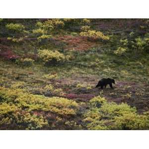  A Grizzly Bear Ambles Along in a Scrubby Meadow Stretched 