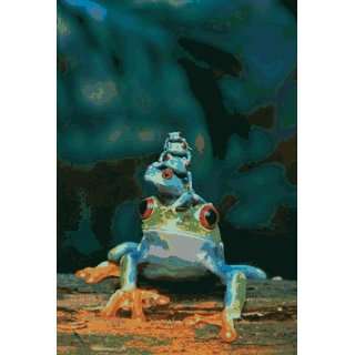  Safari 40123 Red Eye Tree Frogs Laminated Poster   Pack Of 