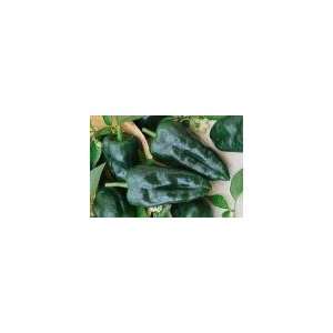  Ancho Hot Pepper Seed   1g Seed Packet Patio, Lawn 