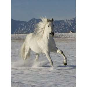  Gray Andalusian Stallion, Cantering in Snow, Longmont 