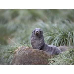 com Antarctic Fur Seal or South Georgia Fur Seal Pup in Tussock Grass 