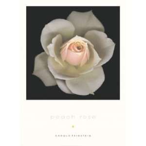 Peach Rose artist Feinstein 36x26 