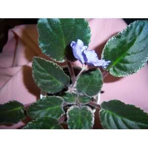   edge Rebels Minnesota Haze African Violet Plant 