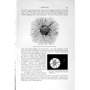   NATURAL HISTORY 1896 PROTOMYXA ANIMALCULE GROMIA SEA