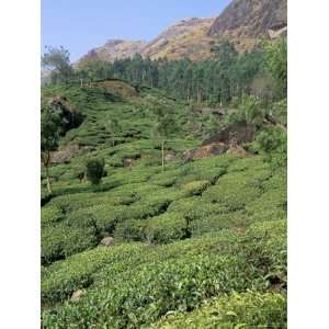  Tea Plantation, Munnar, Western Ghats, Kerala State, India 