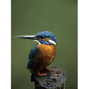 Kingfisher, (Alcedo Atthis), Nrw, Bielefeld, Germany Photographic 