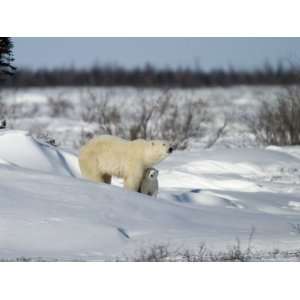 Polar Bear with a Cub, (Ursus Maritimus), Churchill, Manitoba, Canada 