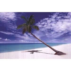  Tropical Leaning Palm Tree   Poster (36x24)