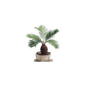 Sago Palm Bonsai Plant Gift Grocery & Gourmet Food