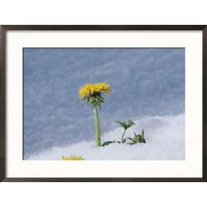  A Dandelion Pushes up Through a Late Spring Snow Framed 