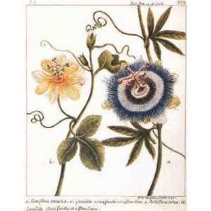  Passiflora Caerulea Poster Print