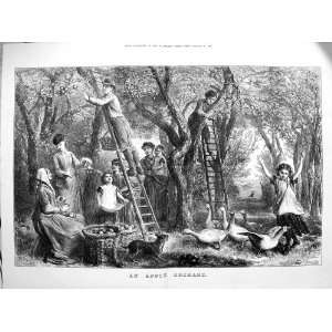  1873 Apple Orchard Trees Picking Geese Dogs Basket