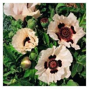  Papaver Oriental Seeds Checkers Patio, Lawn & Garden