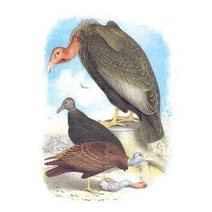  Vintage Art California Condor, Turkey Buzzard, and Carrion 