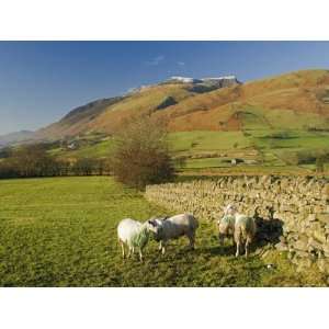  Saddleback, Four Grazing Sheep, Lake Distict, Cumbria 