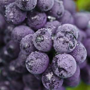  Chianti Grapes Ready for Harvest, Greve, Tuscany, Italy 