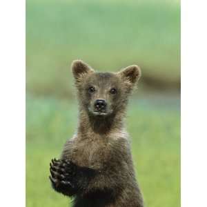 Grizzly Bear (Ursus Arctos Horribilis) Cub Portrait, Katmai Natl Park 