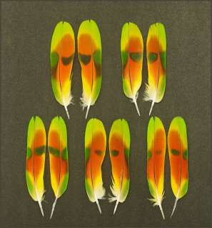 Parrot Colorful Tail Feathers peyote powwow FAN SET/pairs NAC 