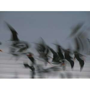  African Skimmer Birds Fly above Loango National Park 