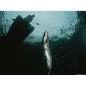  A Fisherman in a Curragh Retrieves an Atlantic Salmon, His 