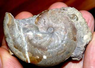 Extremely Rare Beautiful       Ammonite with aptychus  