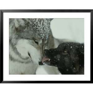  Mid Rank Gray Wolf Submits to the Alpha Photography Framed Art 