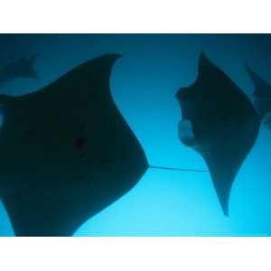  A Group of Silhouetted Manta Rays Swimming Gracefully 