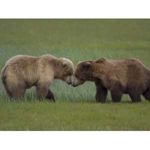  Grizzly Bear (Ursus Arctos Horribilis) Pair Courting 