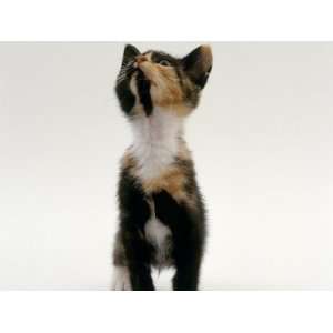  Domestic Cat, Kitten Looking Upwards Premium Poster Print 