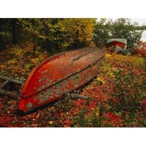  An Upturned Rowboat Among Red Osier Dogwoods in Fall 