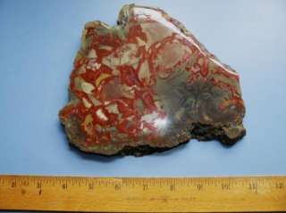 Jurassic Art Nodule*Polished* Large Slab NICE*  