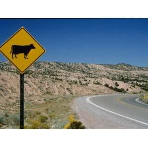  A Stretch of Road in New Mexico with a Yellow Cattle 