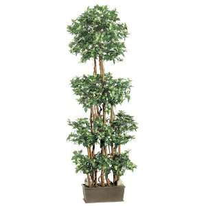    6? Mini Ficus Wall Tree in Wood Container Green