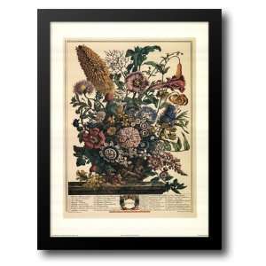  Twelve Months of Flowers, 1730/August 19x24 Framed Art 