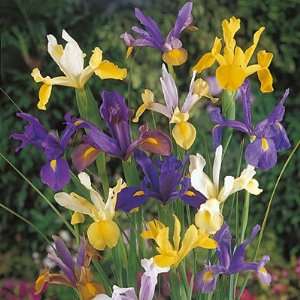  Dutch Iris Bulbs Mix Patio, Lawn & Garden