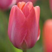 Mid Spring Blooming Tulip Flower Bulb for Forcing + Directions ~ Free 