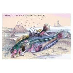  Vintage Art Butterfly Fish and Gattoruginous Blenny 