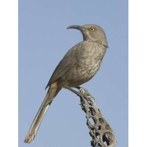 com Curve Billed Thrasher (Toxostoma Curvirostre) on a Cholla Cactus 