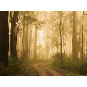  Country Road in Fog, Dandenong Ranges, Victoria, Australia 
