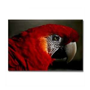  Rectangle Magnet Scarlet Macaw   Bird 