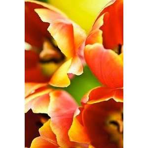  Tulips (tulipa) Close up   Peel and Stick Wall Decal by 