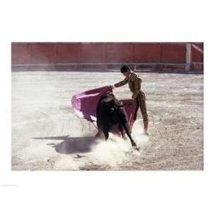  Matador fighting with a bull, Spain Poster (24.00 x 18.00 
