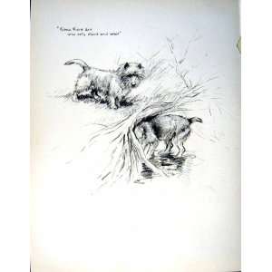  c1933 DOGS SKETCH BARKER TERRIERS RIVER BEAGLE ANIMALS 