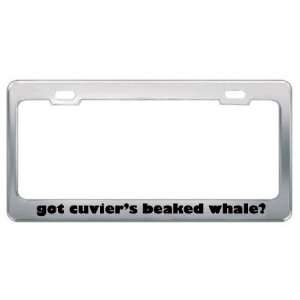 Got CuvierS Beaked Whale? Animals Pets Metal License Plate Frame 
