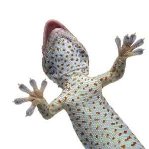  Tokay Gecko   Gekko Gecko in Front of a White Background 