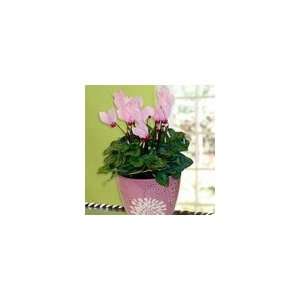  Pink Butterflies Cyclamen in Glazed Cachepot Plant Gift 