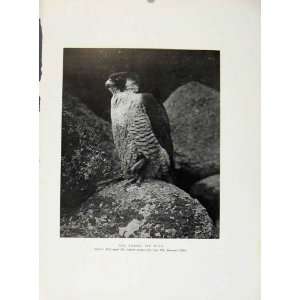  Old Antique Print Tiercel Off Duty Birds Hawks