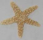 Sea Shell Beautiful Natural Starfish Star Fish